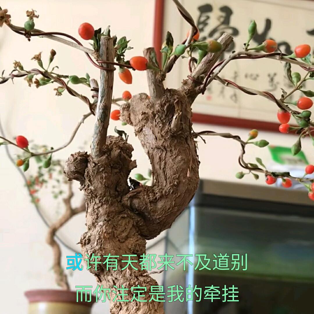 榆石缘