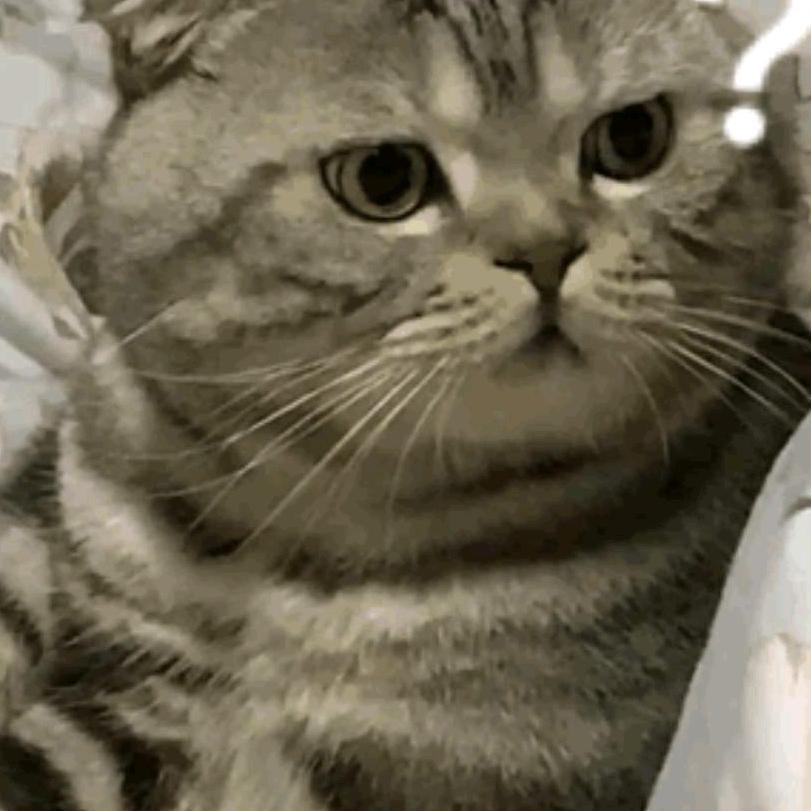 白月