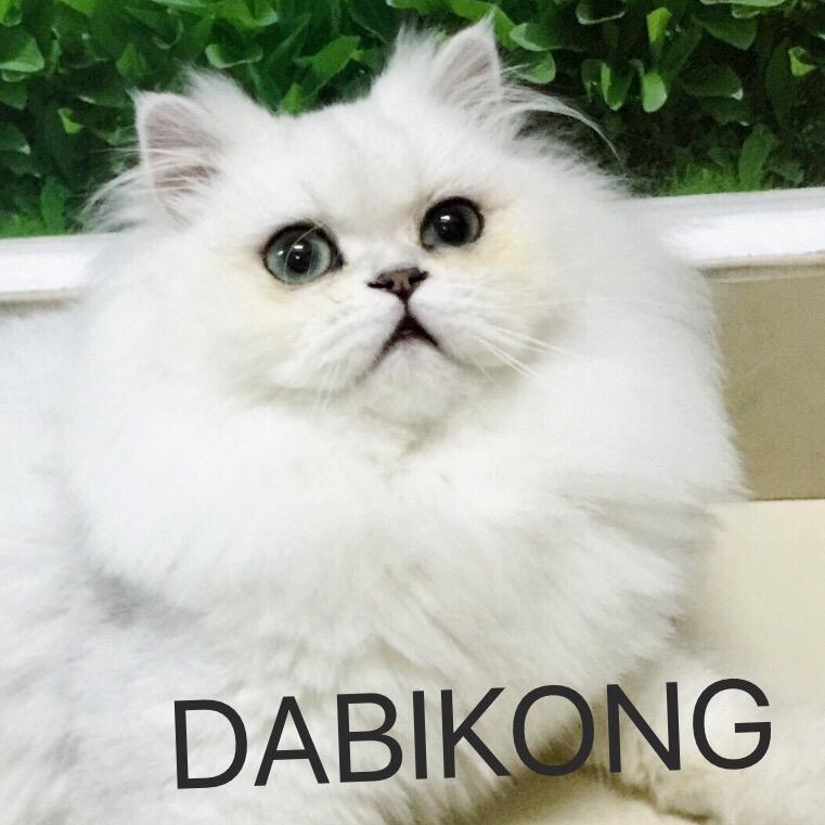 大鼻孔猫舍