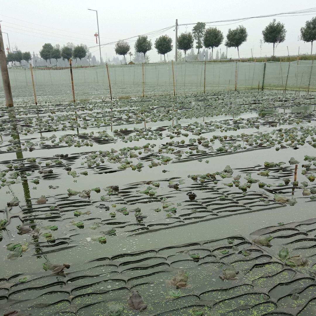 田，只玩虫狗