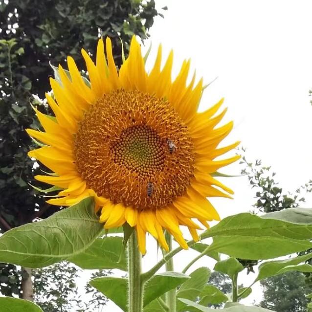 🎼快乐不打杨🍹