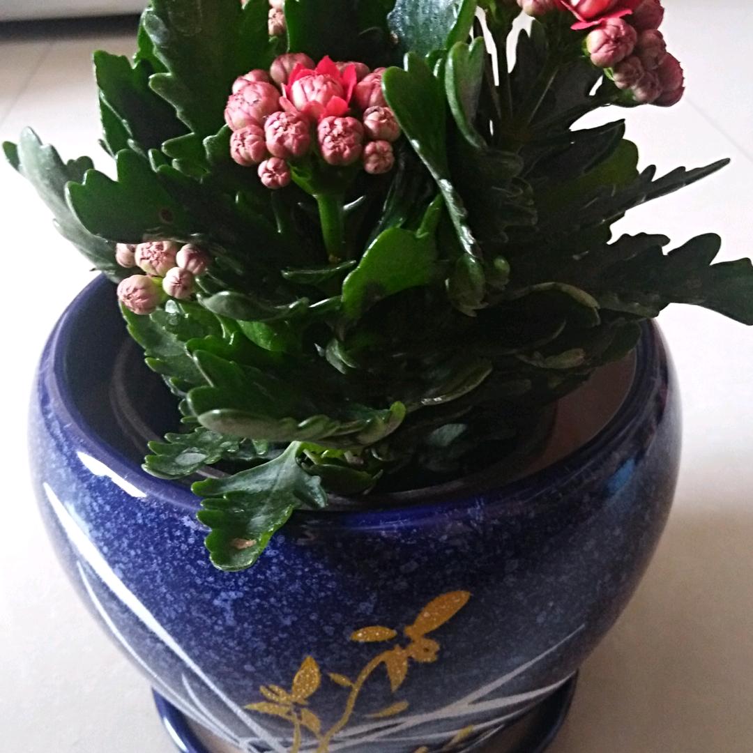 九月菊