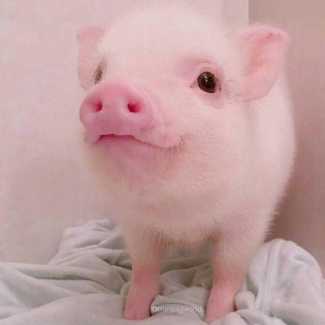 小可爱