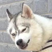 哈士奇小老二