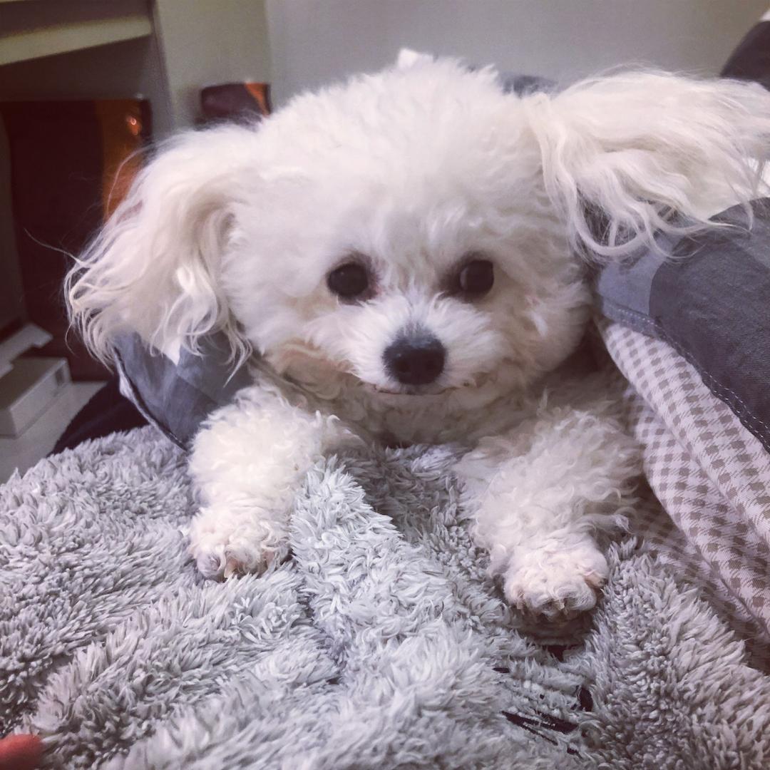 🐶狗鱼儿@抖音