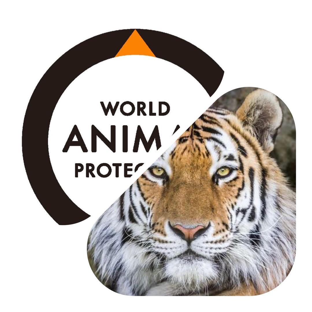 虎哥说猫