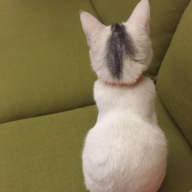 赤肉.猪肝.肉饼