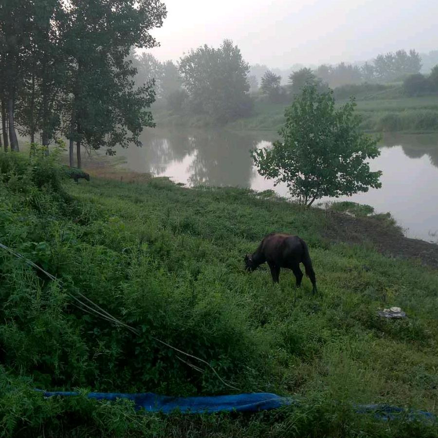 小辫子， 原生态养殖 。