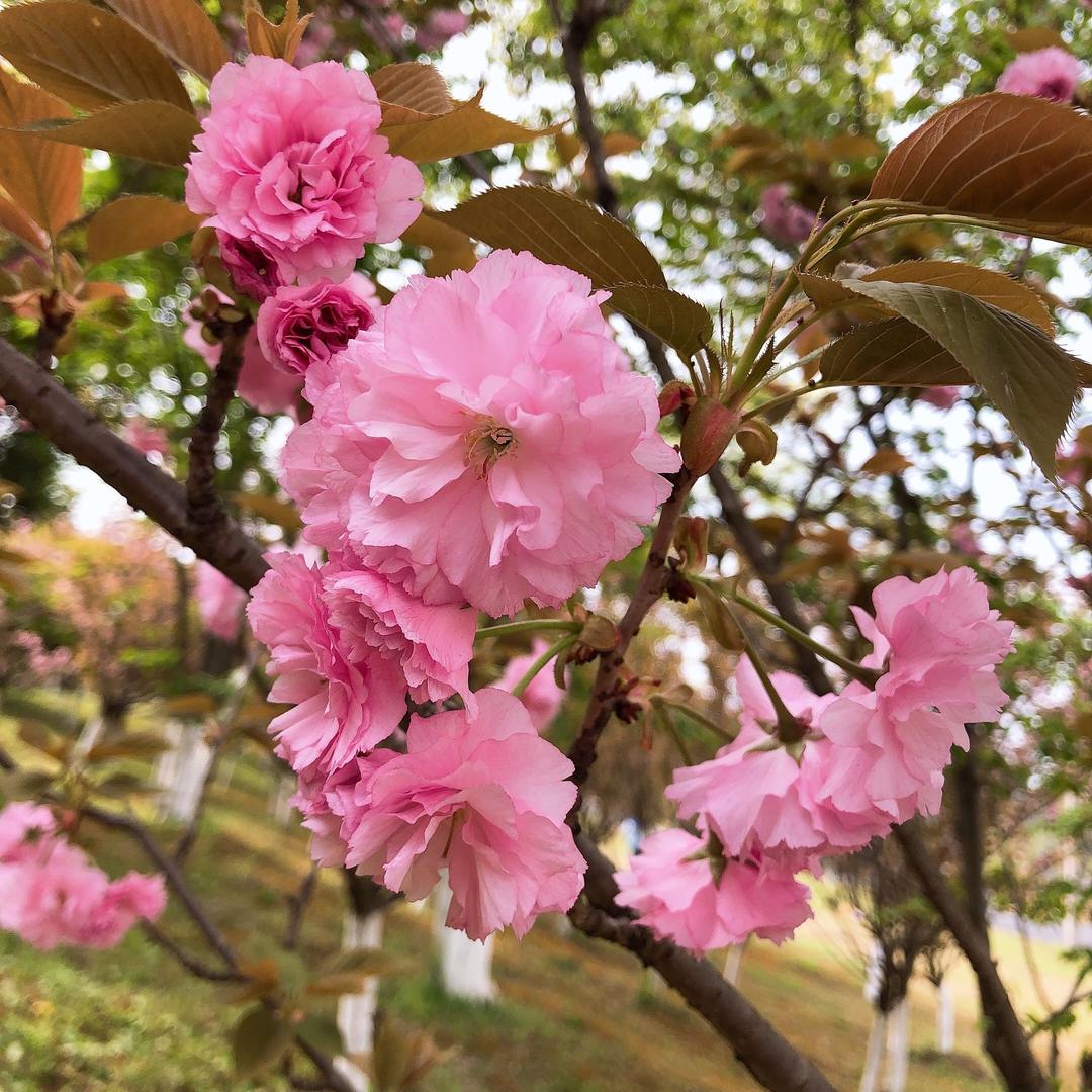 君子兰