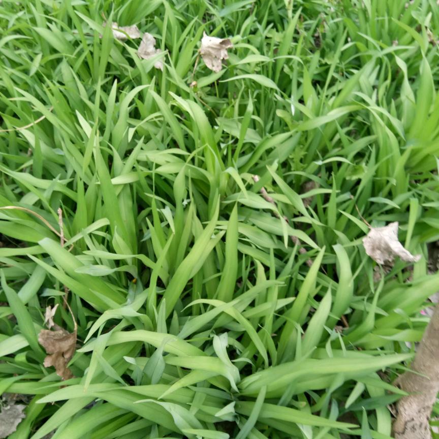 青青河边草