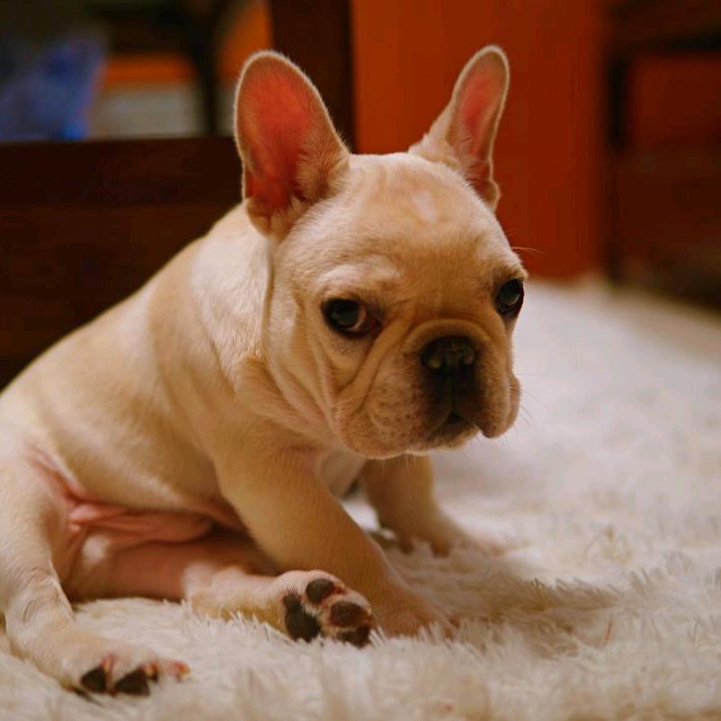 遵义市桐梓县小熊下司犬养殖