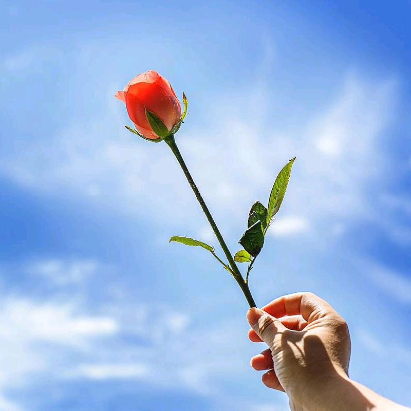 养鱼说鱼花鹦鹉