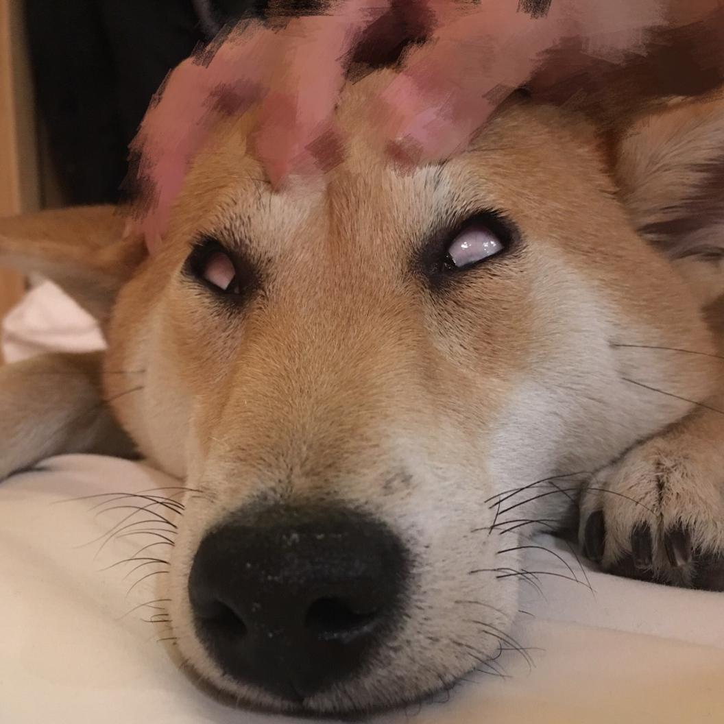 柴犬呆子
