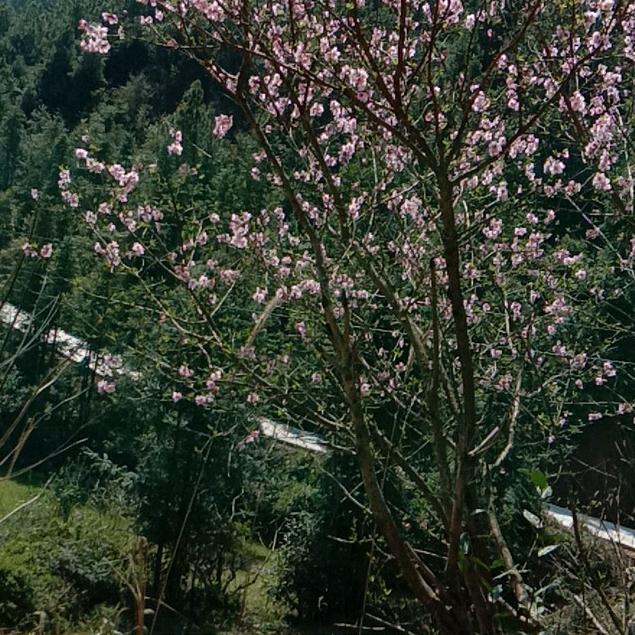 春暖花开(  •̆ ᵕ •̆ )◞♡