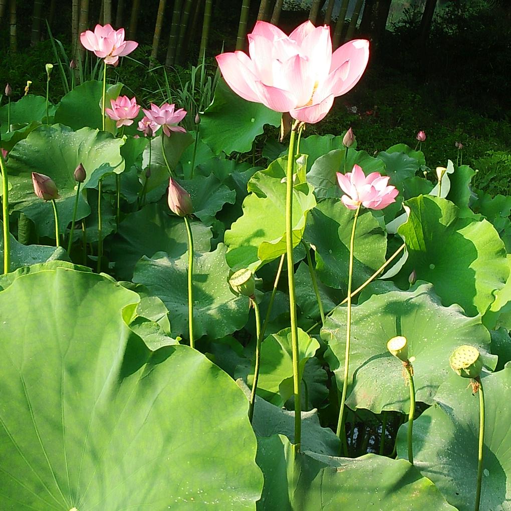 出彩