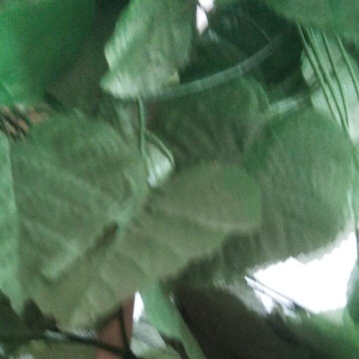 曾程