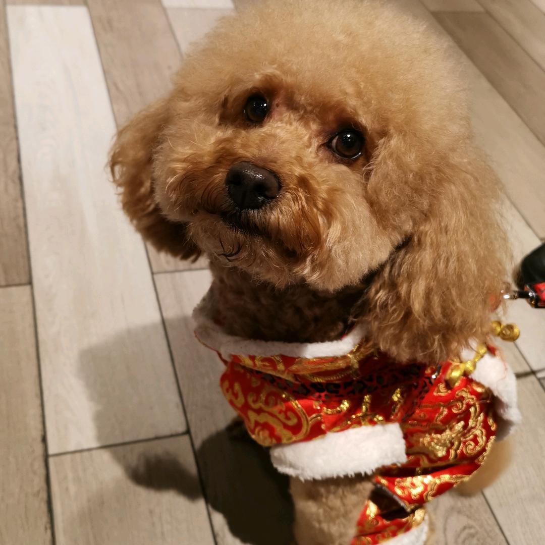 开心妞妞