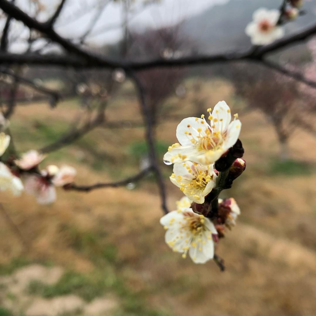 梅花🌸🌸