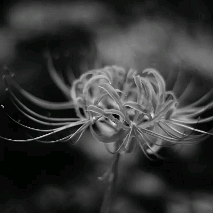 ☞天缘阿木措☜