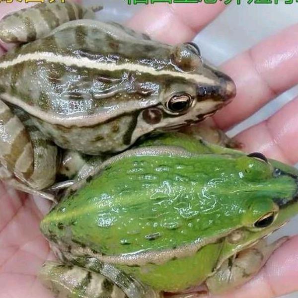 小李子青蛙生态养殖