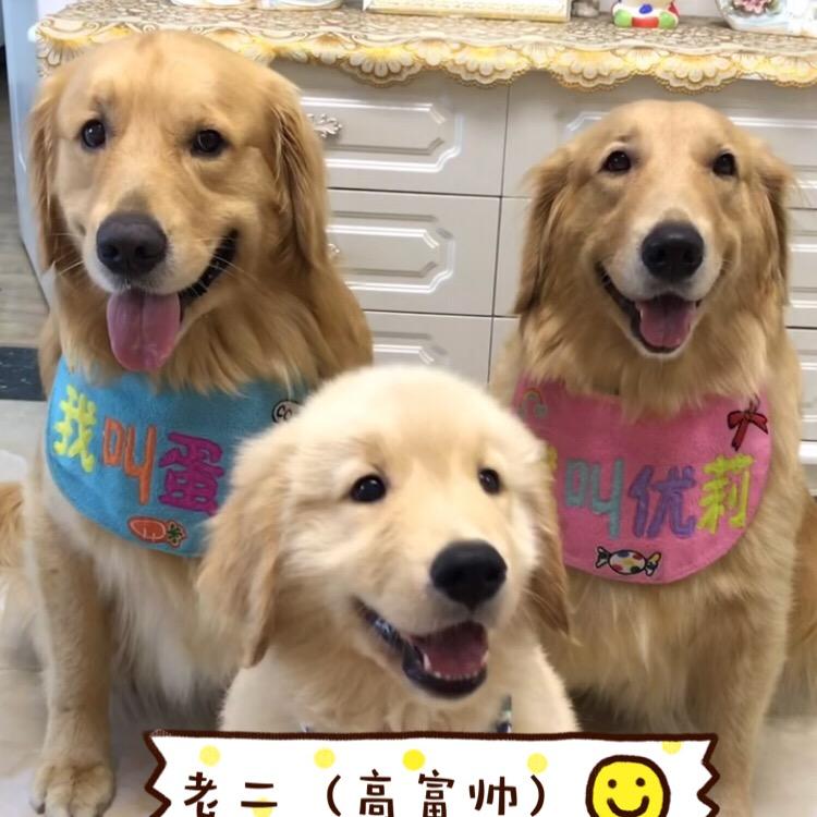 金毛蛋黄家🐶小老二蛋青