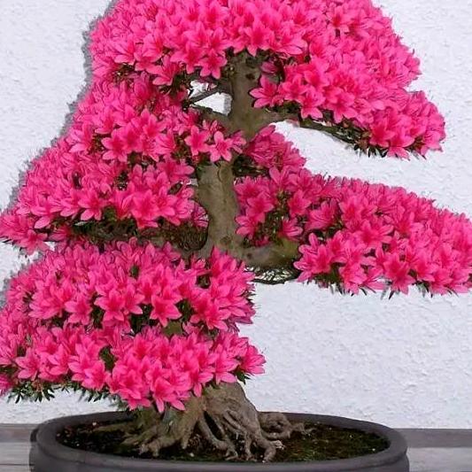 源