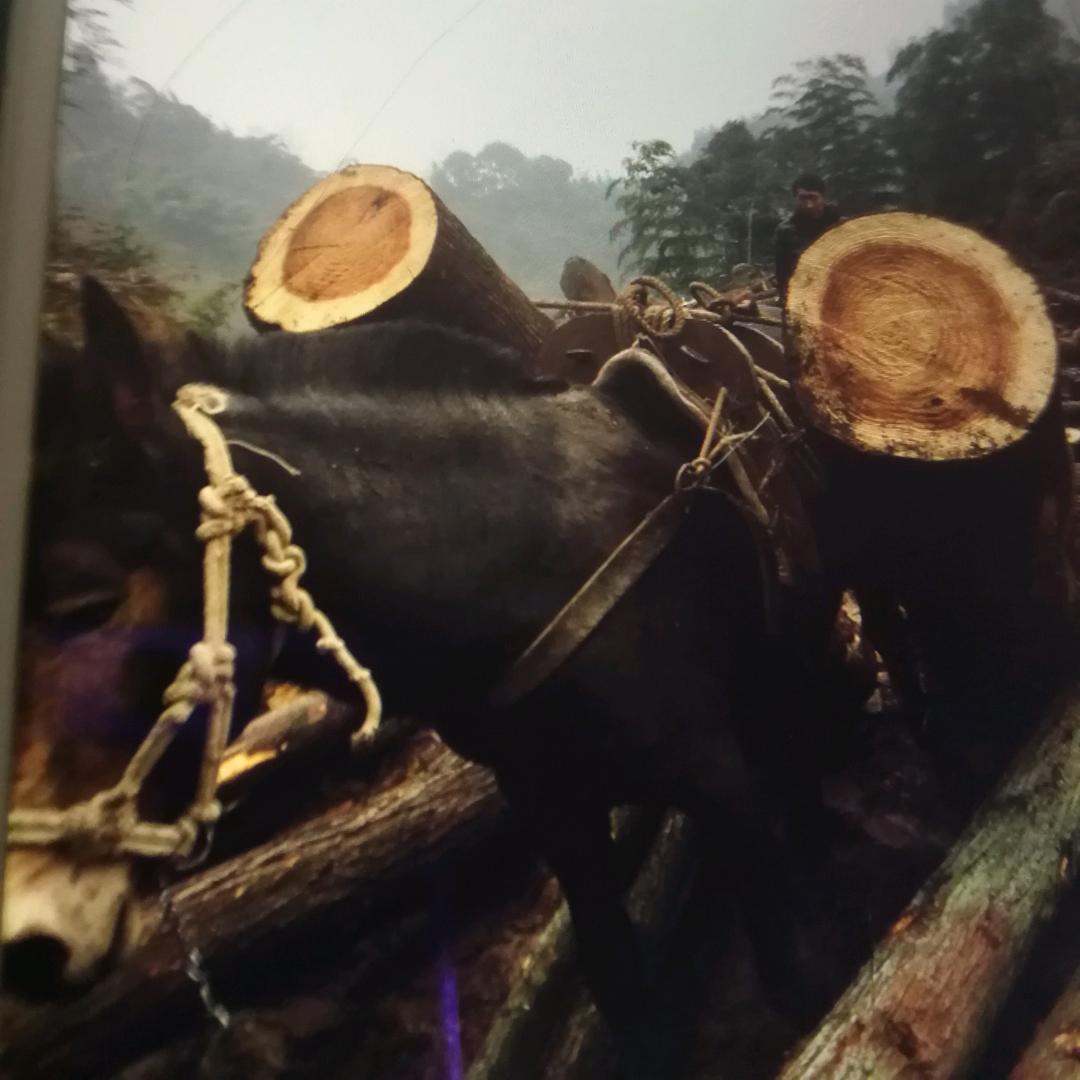深山赶马人