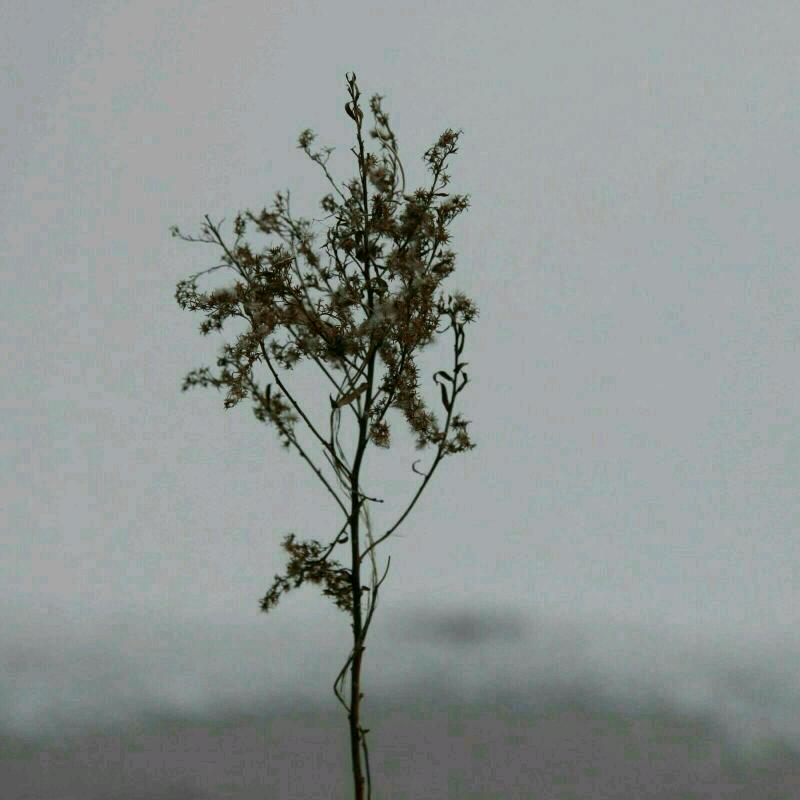 枯木逢春