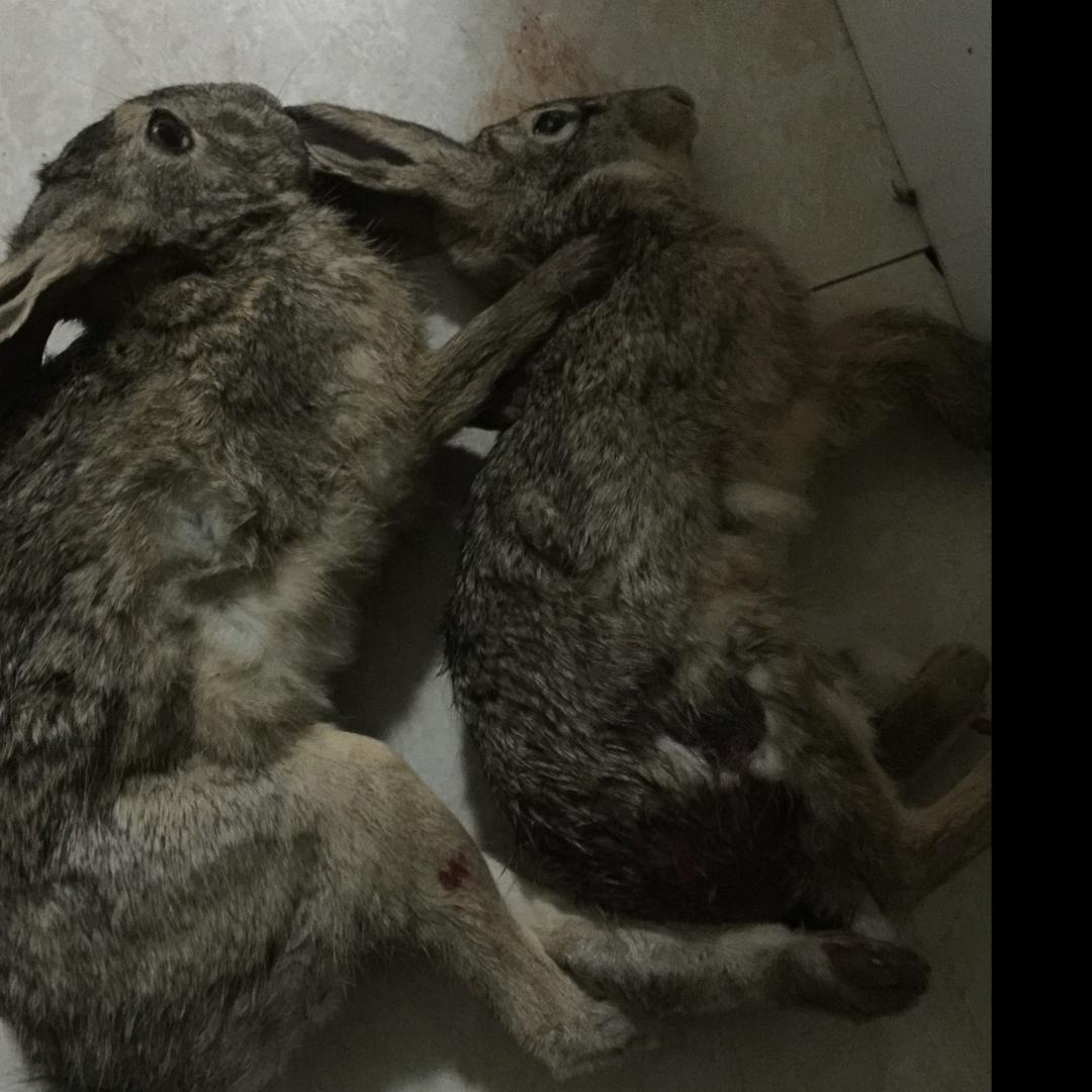 妖哥૮ ・ﻌ・ა户外（黄鳝）