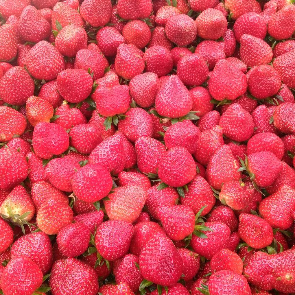 黔江正阳露天生态草莓园及西瓜李大哥