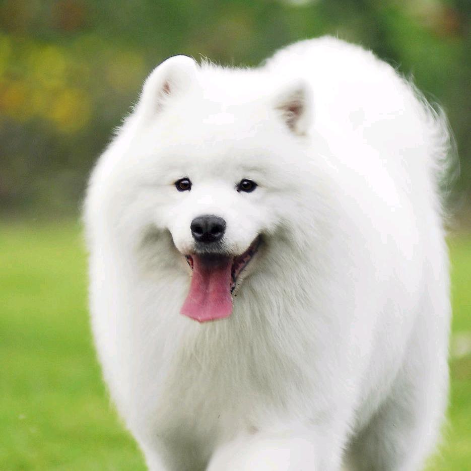 西北狼