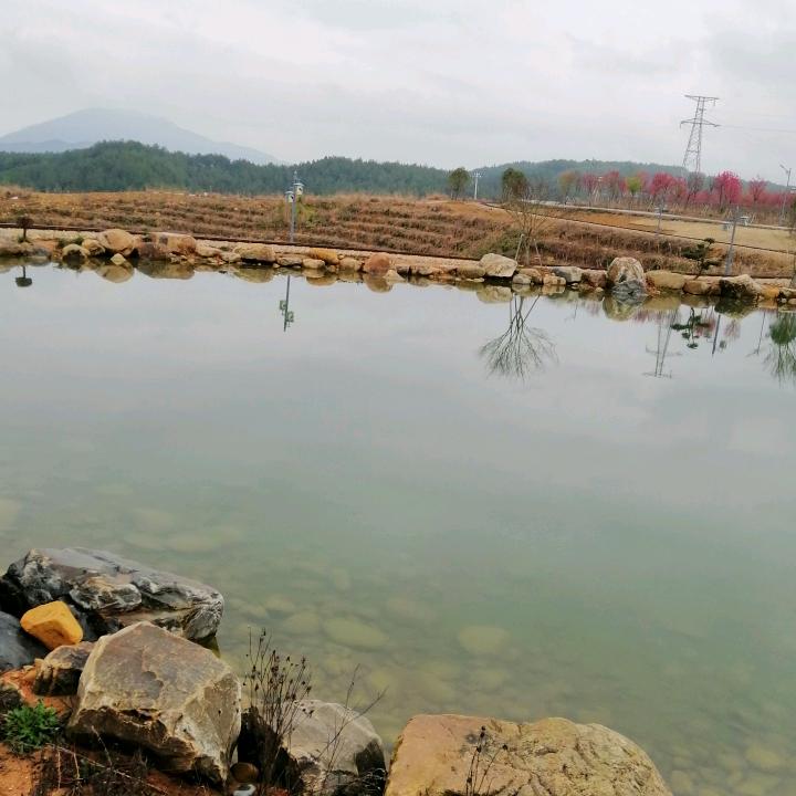 芙蓉花