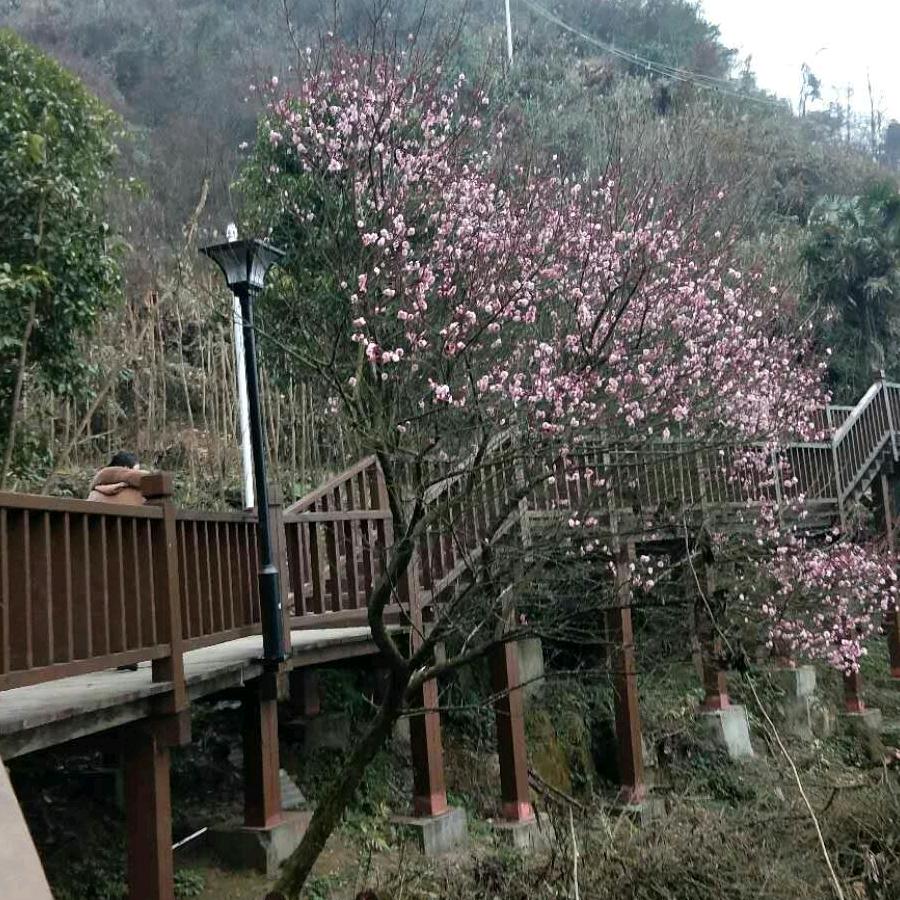 香香