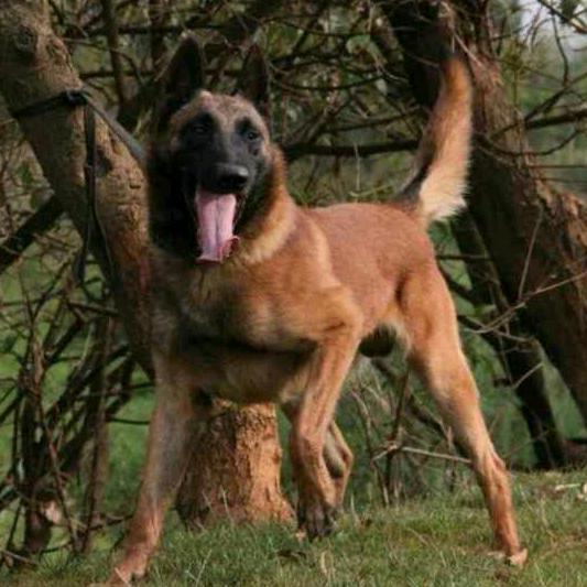 晋运犬舍
