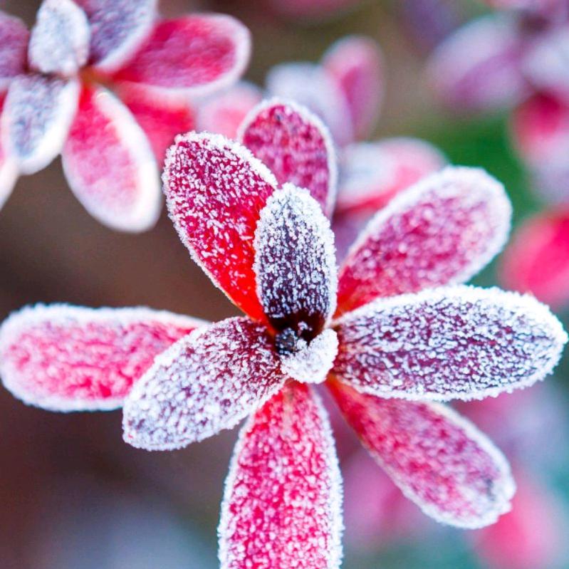 雪绒花🌸