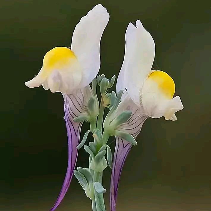 栀子花开