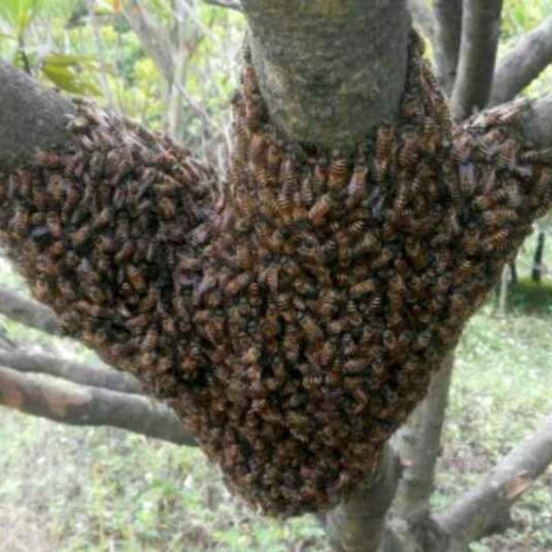蜜蜂养殖户