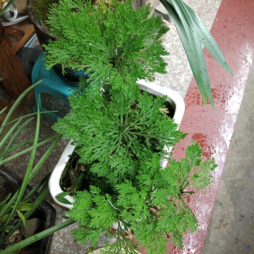 文林哥