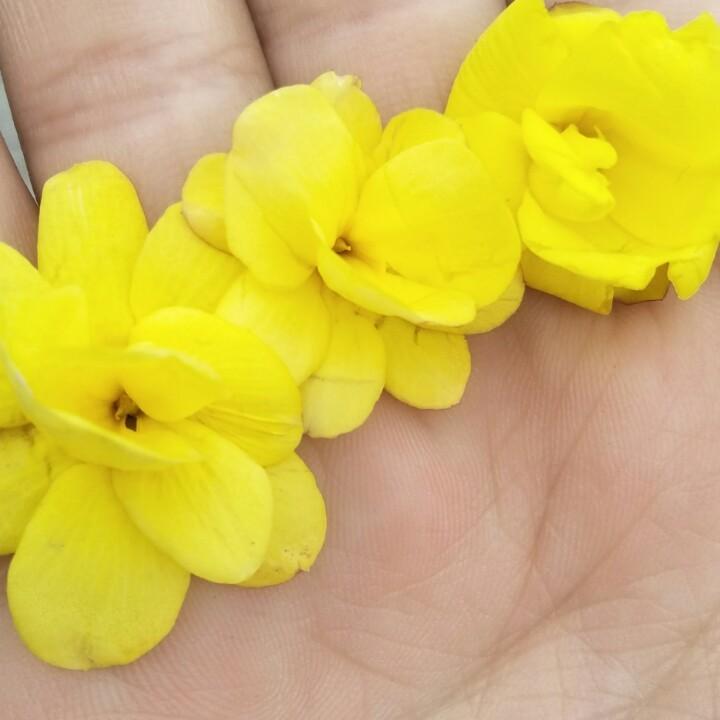 ༺❀ྀൢ淡淡的花香❀ྀൢ༻