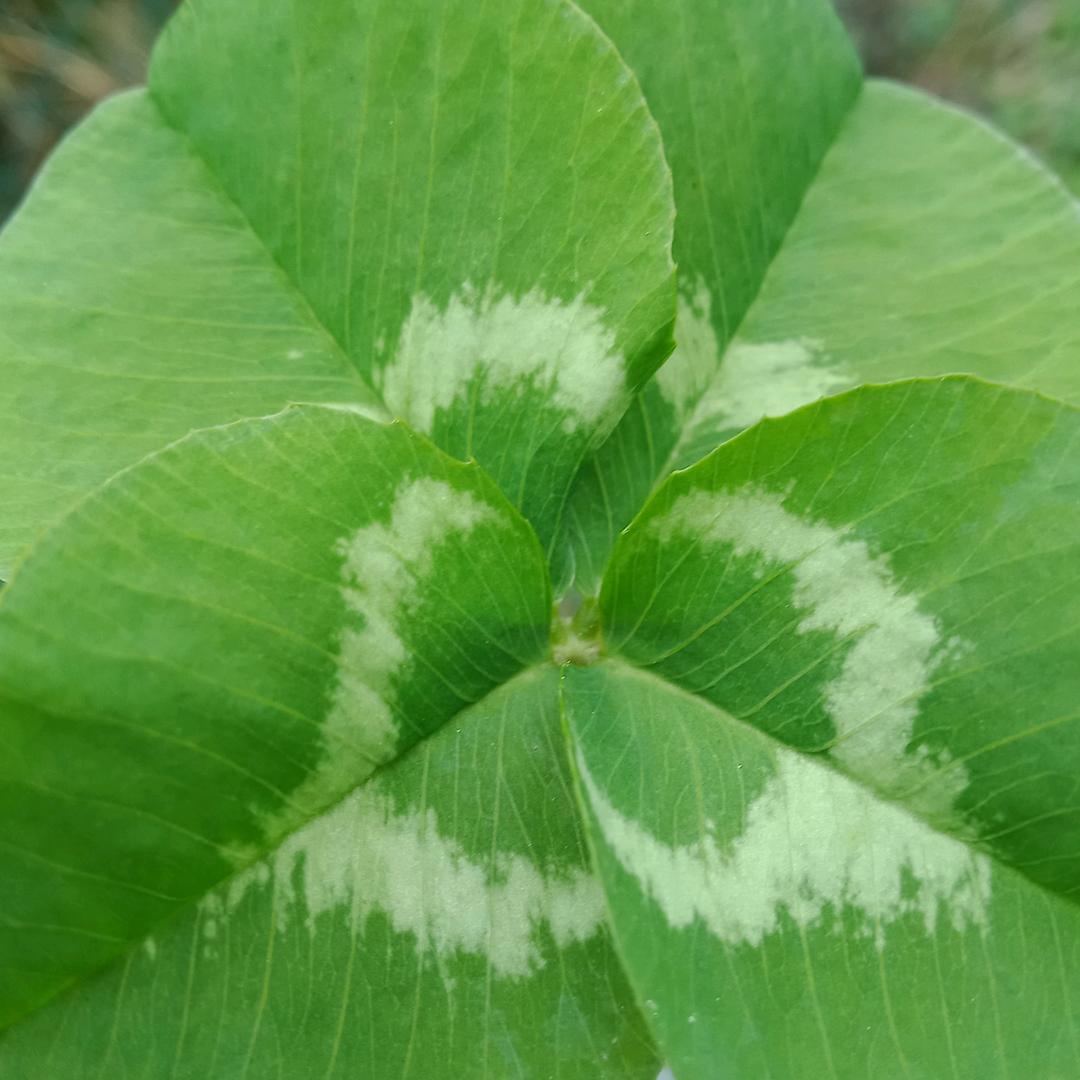 🍀🍀🍀幸🍀运🍀草🍀🍀🍀