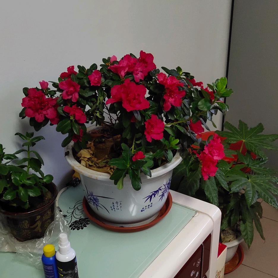 风中的百合