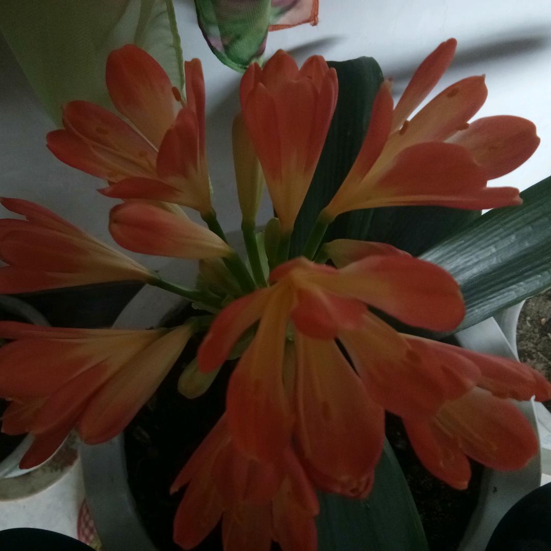 迎着朝霞来歌唱