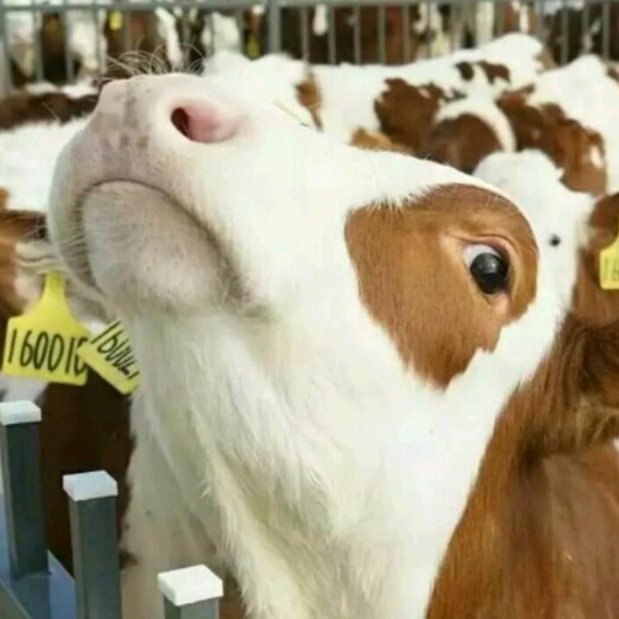90后养牛人🐮小龙