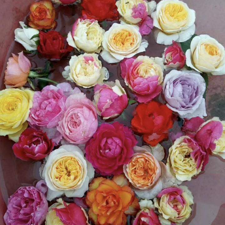 春豪园艺月季基地