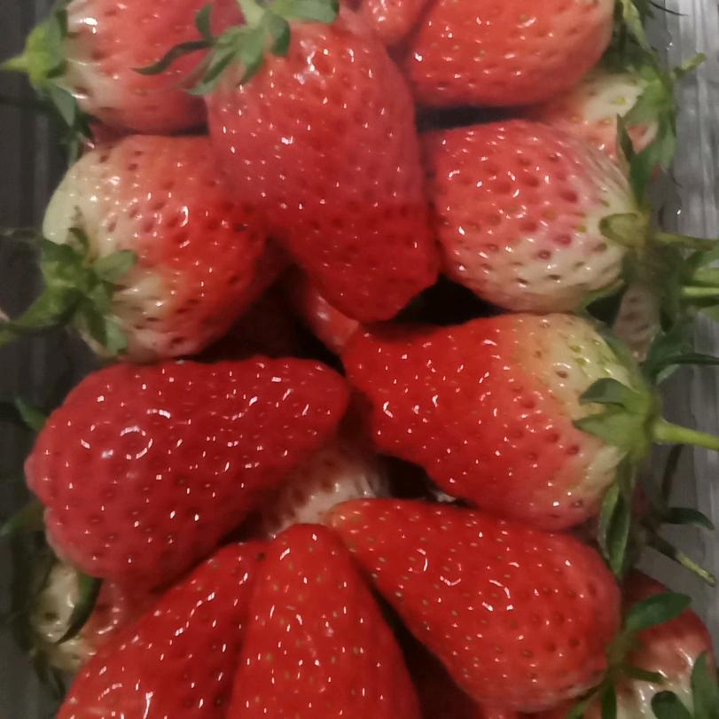 家鸣农场草莓采摘园