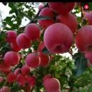 夕❤️阳❤️红❤️