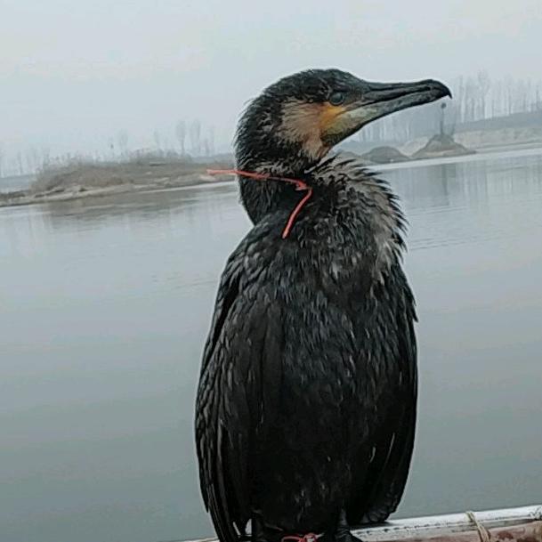 水上漂