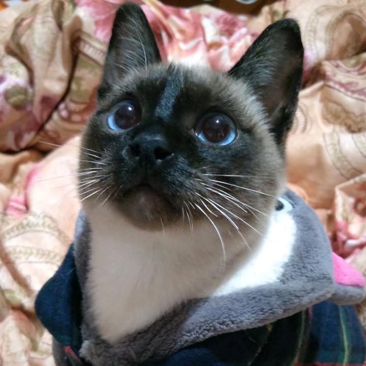 一只特立独行的猫🦋