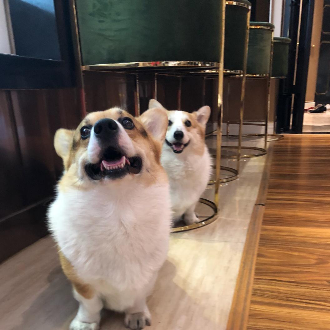 小柯基怂＆toffy