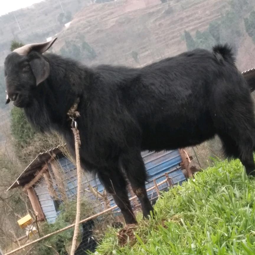 鑫诚养殖场